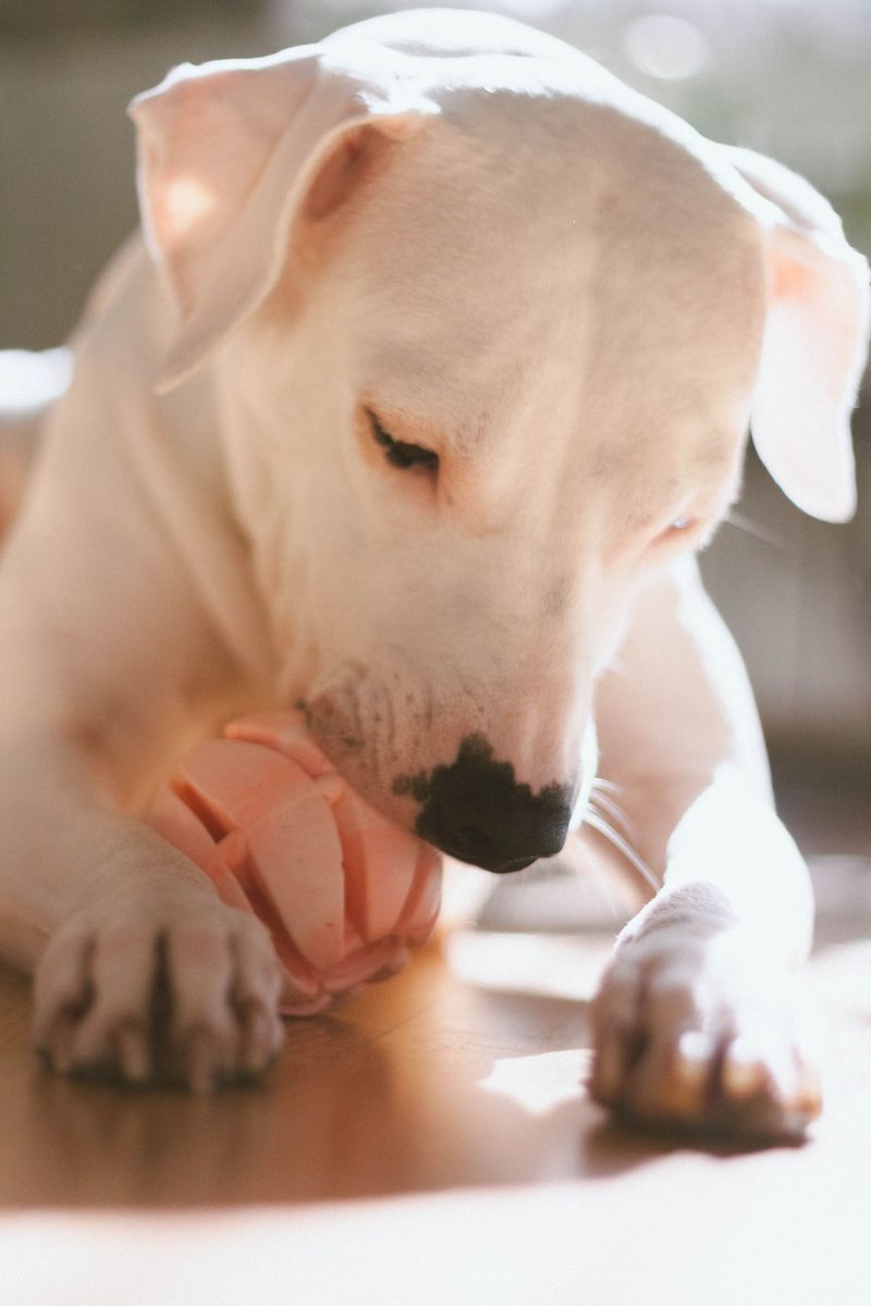 Making Indoor Enrichment Part of Everyday Life