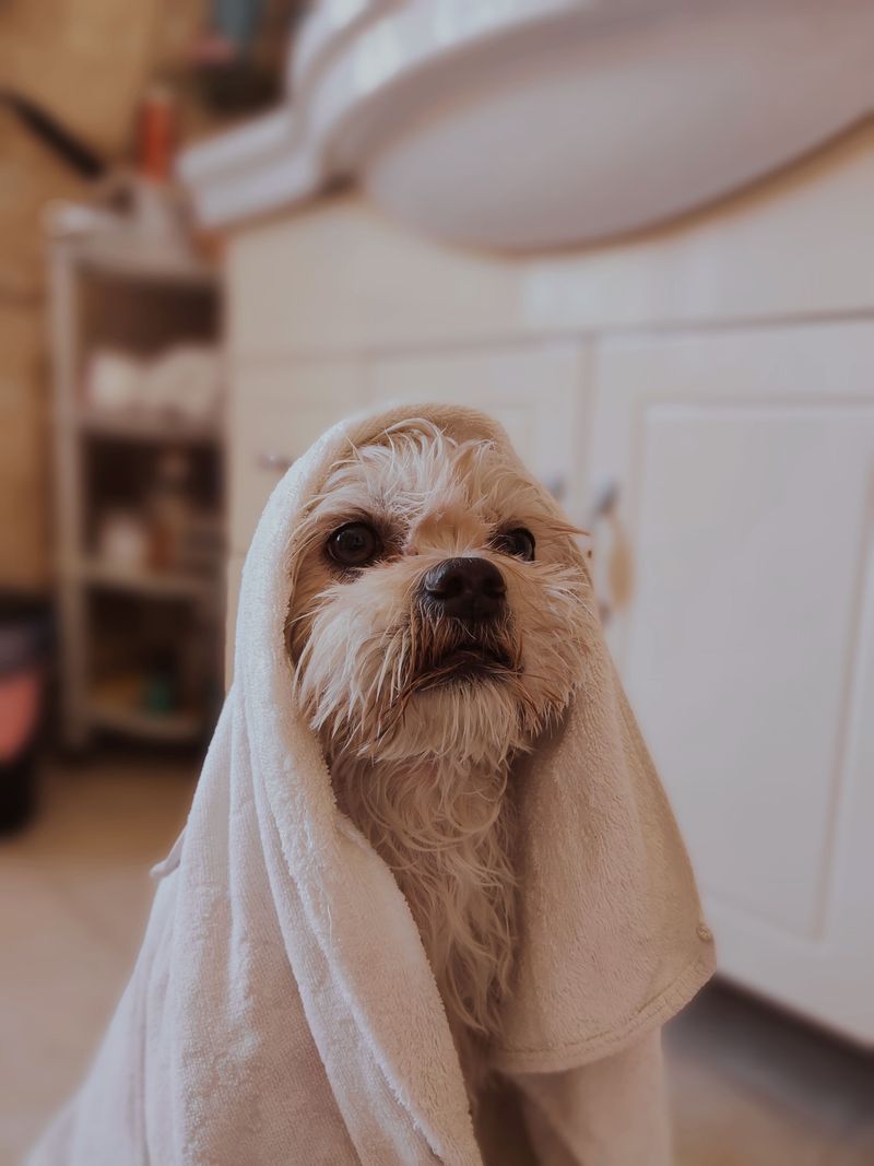 Absorbent Towels