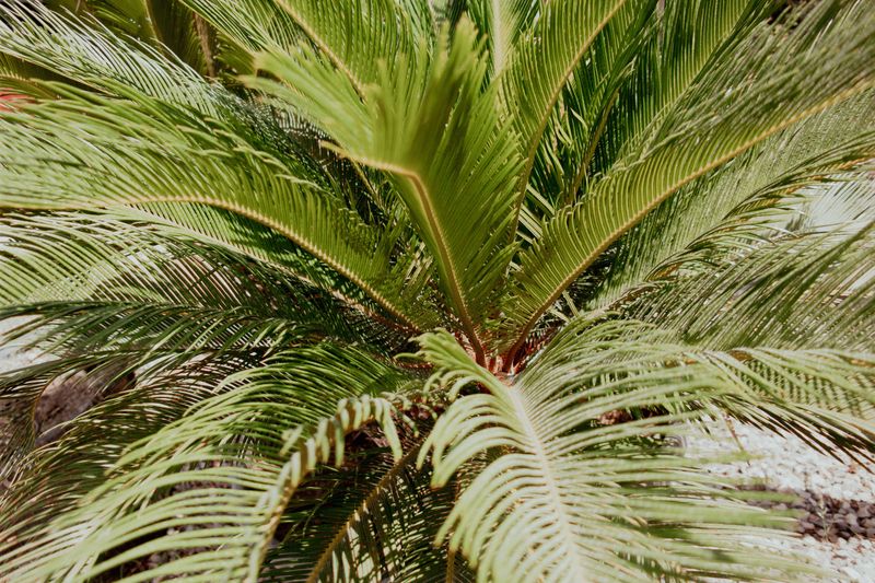 Fronds Are Not Safe Chew Toys