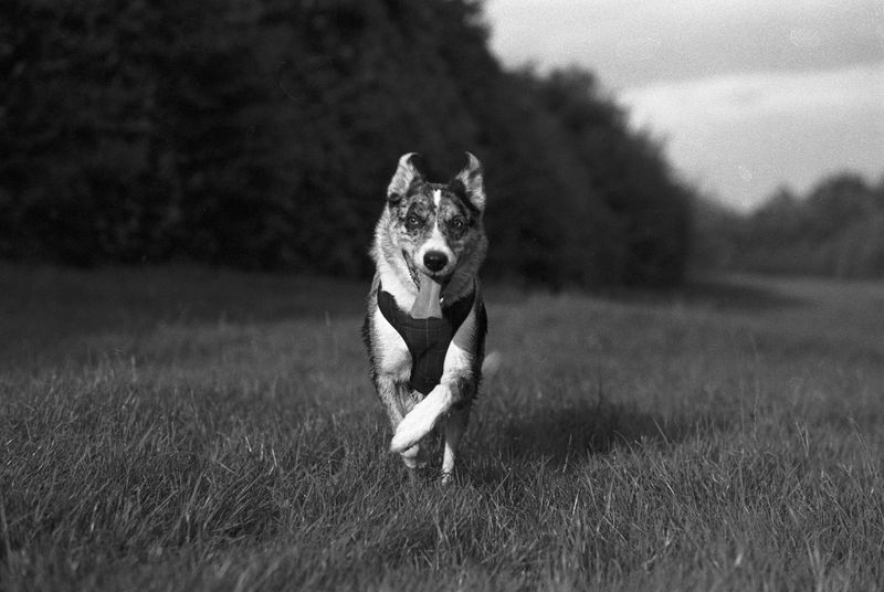 Recall Training for Rural Dogs