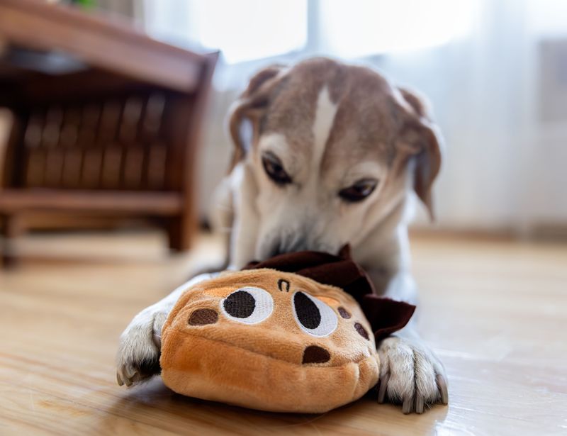 Hide-and-Seek With a Favorite Toy