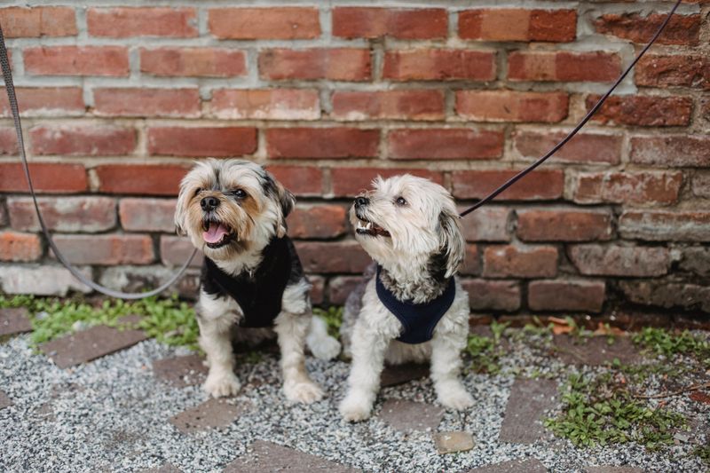 Low-Barking Habits Around Shared Walls
