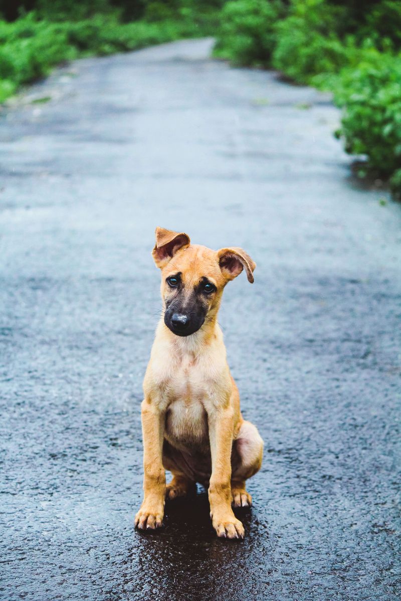 Puppies Still Need Frequent Potty Breaks