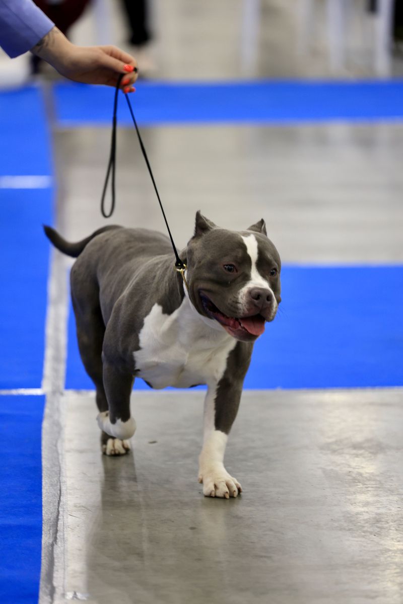 Competitive Obedience