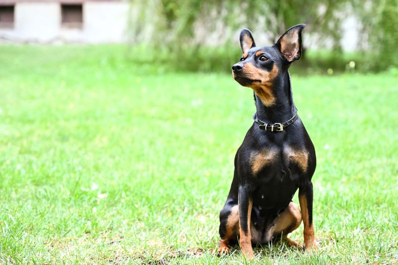 Toy Manchester Terrier: Sleek Little Gentleman