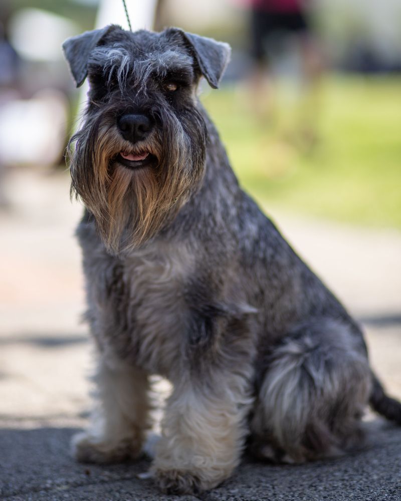 Standard Schnauzer: The Bearded Brainiac