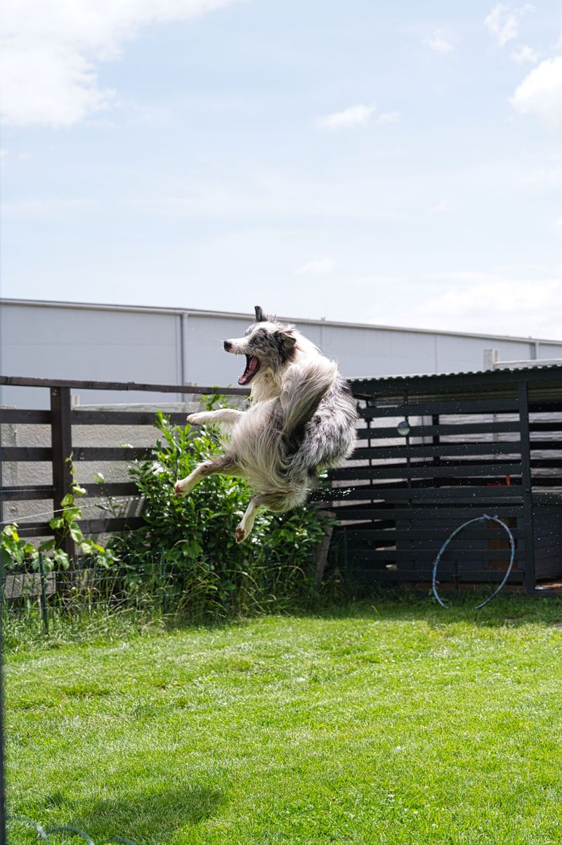 An Escaped Dog Raises Questions About Restraint