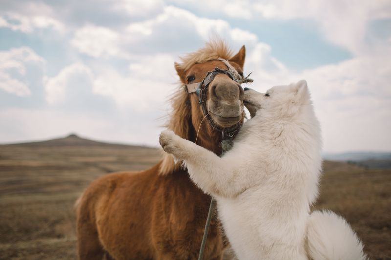 Keep Dogs Away From Horses at Roadside Stops