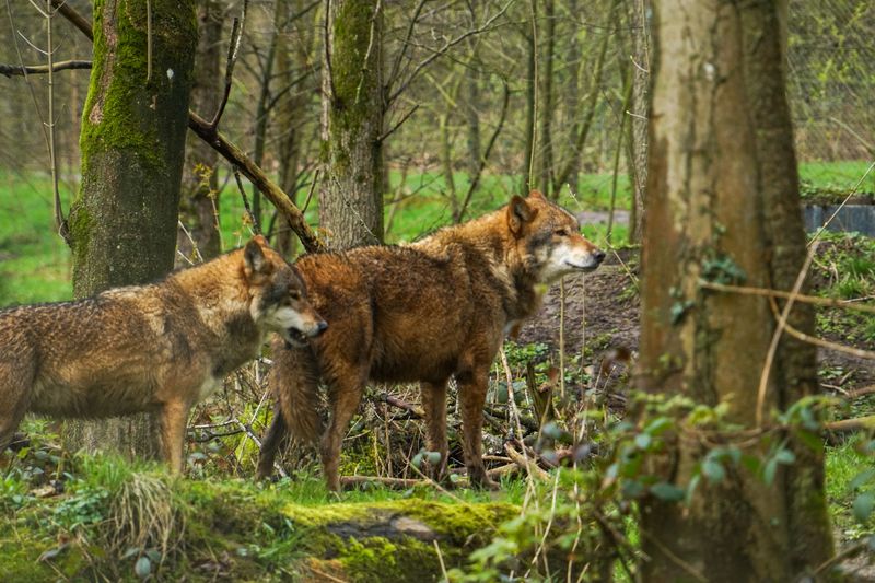 Check Wisconsin's Wolf Caution Areas Before You Go