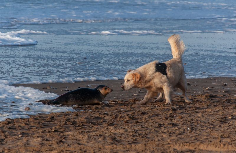 Never Let Your Dog Sniff or Chase a Seal
