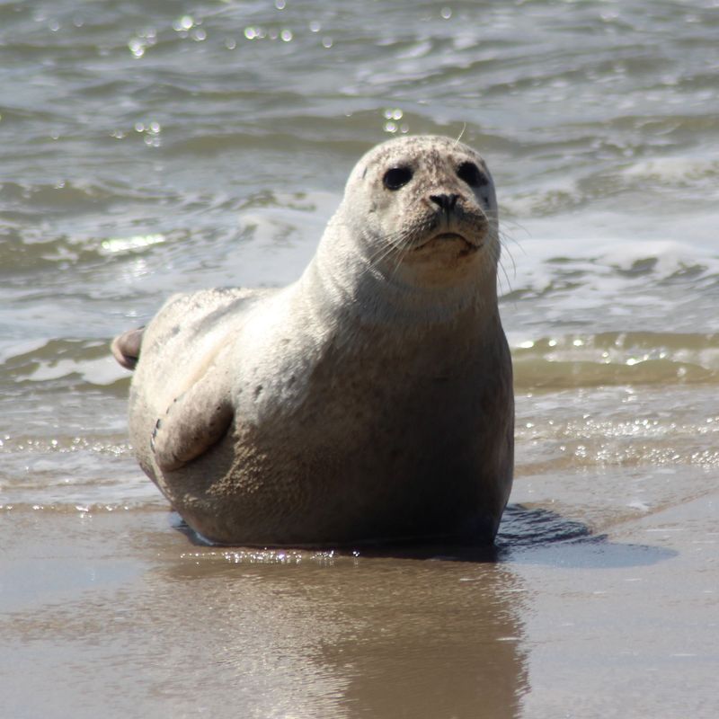 Recognize When a Seal Needs Space