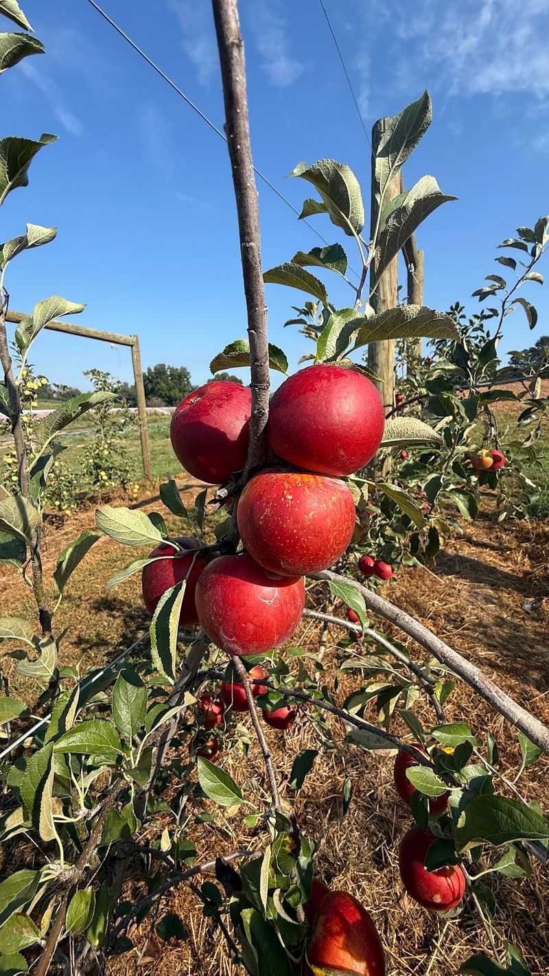 Aaron Family Orchards: Check the Event Rules