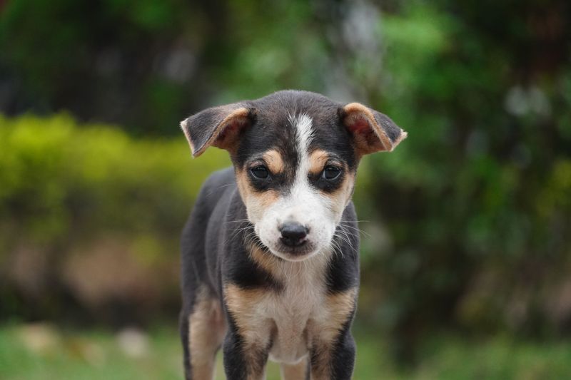 Review Your Dog's Description