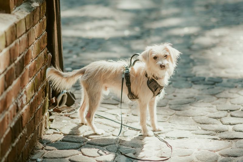 Check Pavement Temperatures Before Every Walk