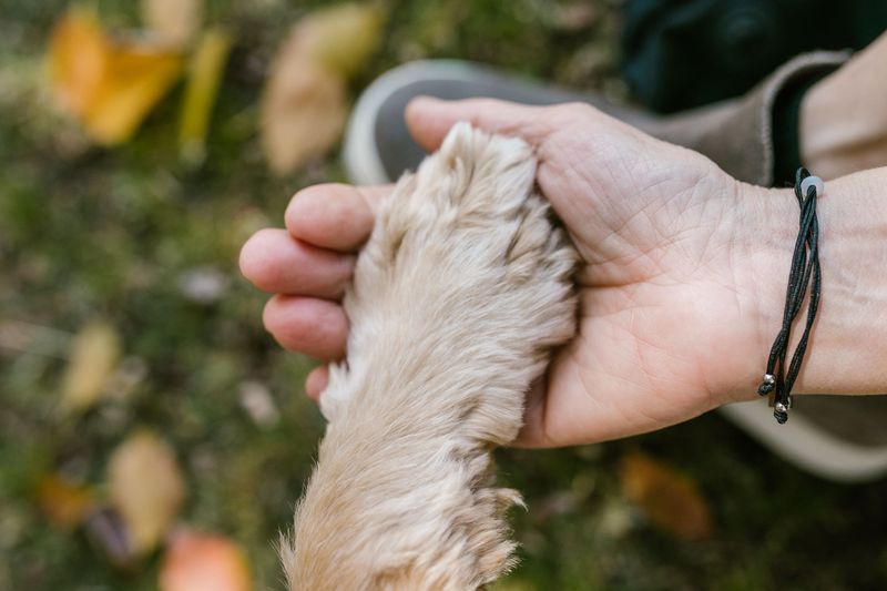 Check Your Dog’s Coat and Skin After Outdoor Time