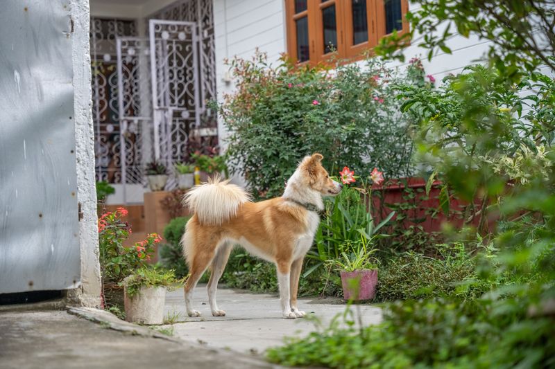 Check Your Yard Before Letting Your Dog Out