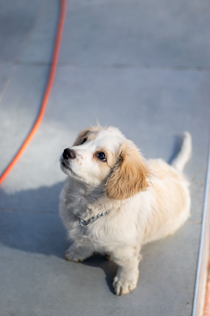 Keep Electrical Cords Away From Chewing Dogs