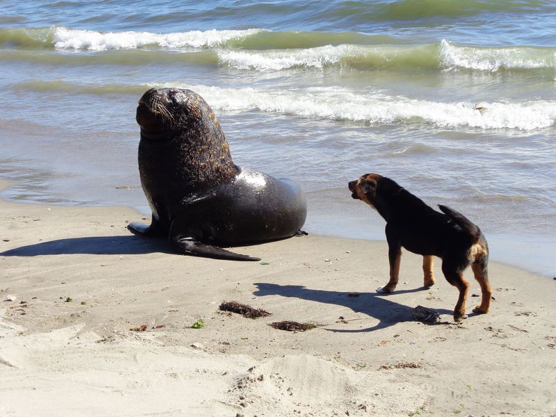 Keep Your Dog Away From Seal Remains Too