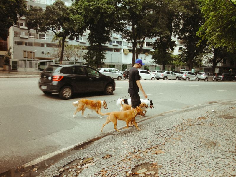 When a Loose Dog Appears