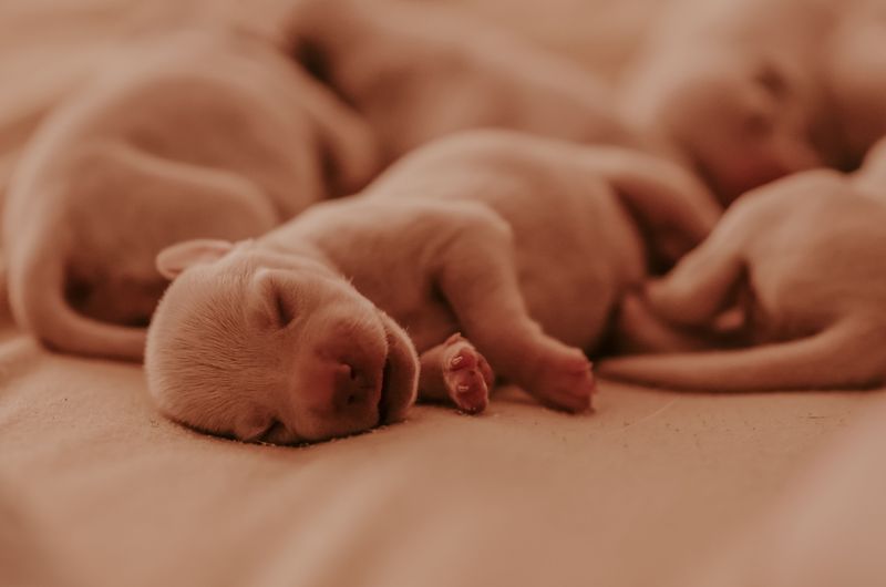 Ask for the Puppy’s Date of Birth