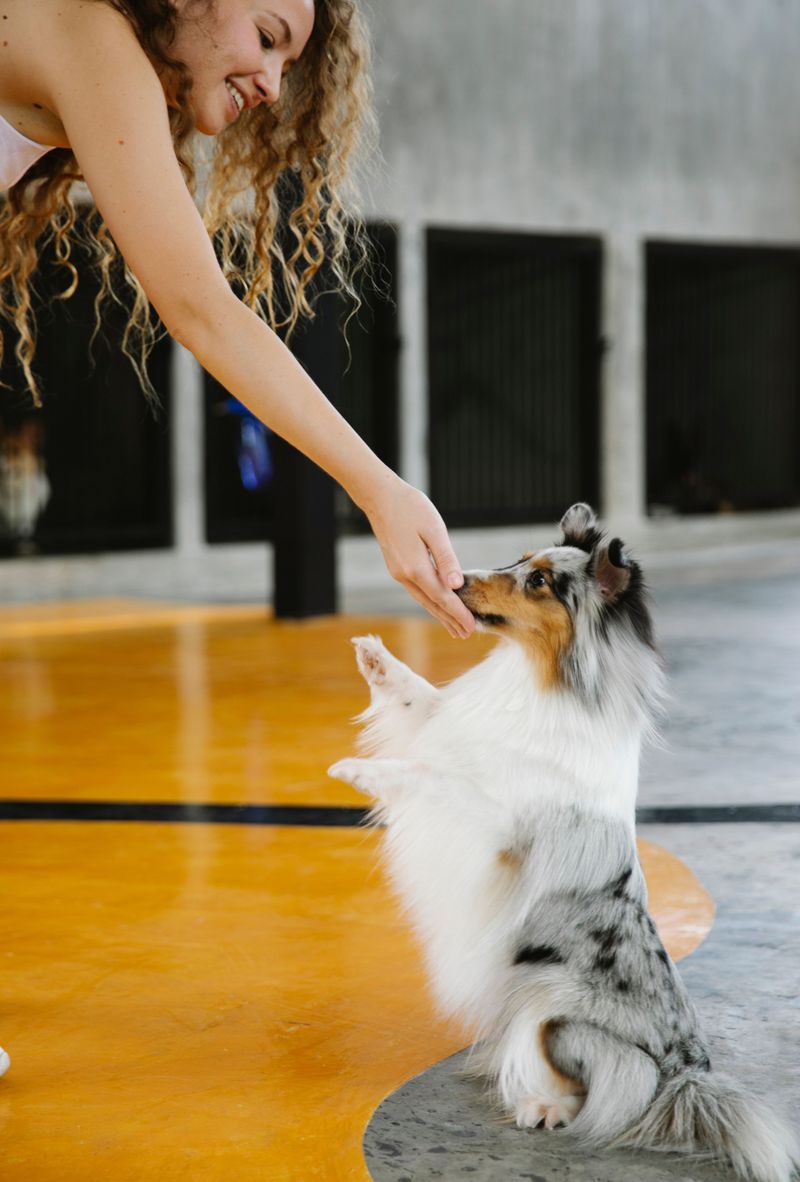 Check How Staff Handle Anxious or Overstimulated Dogs
