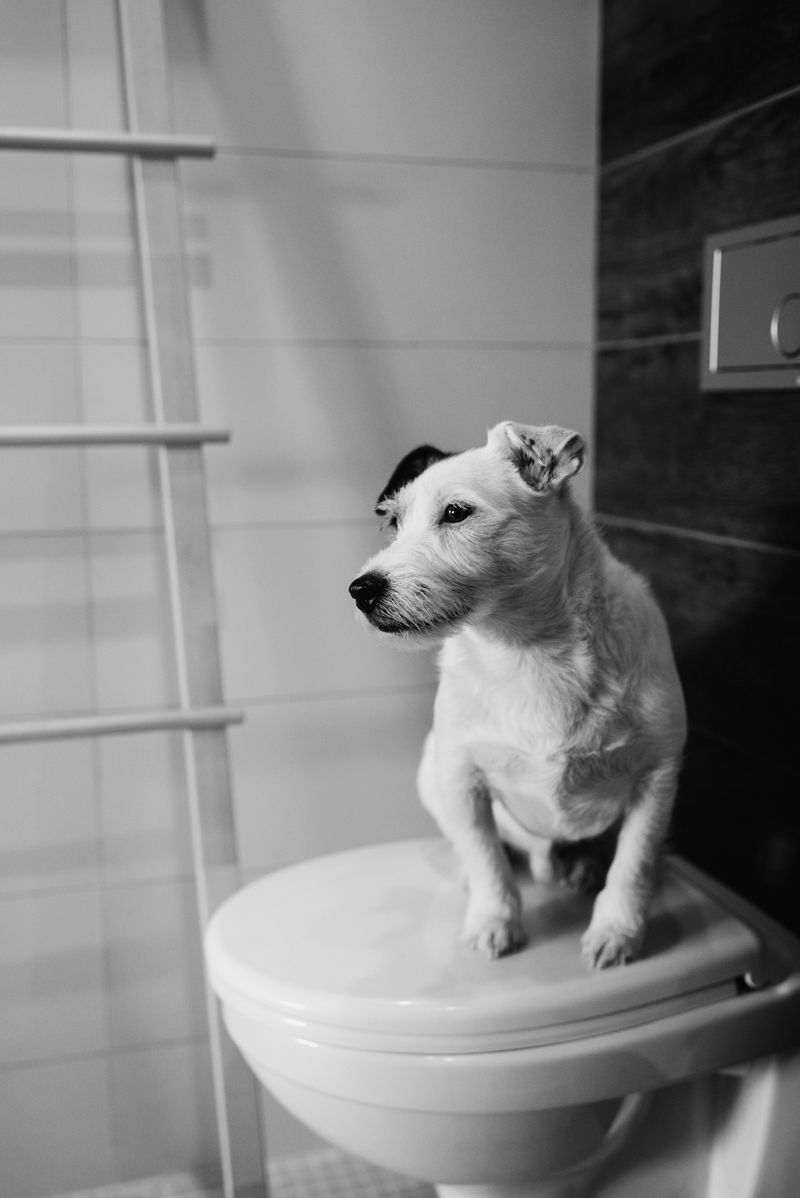 Set Up an Indoor Potty Plan