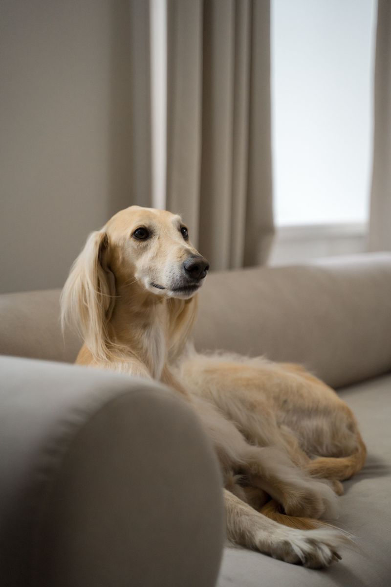 Saluki: Desert Elegance on Your Sofa