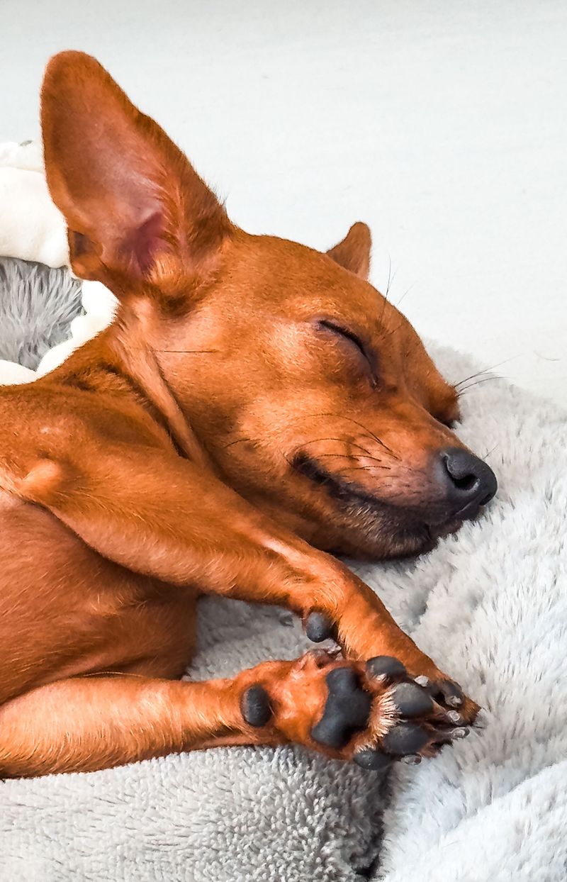 Keep Paw Pads Soft Without Overdoing It