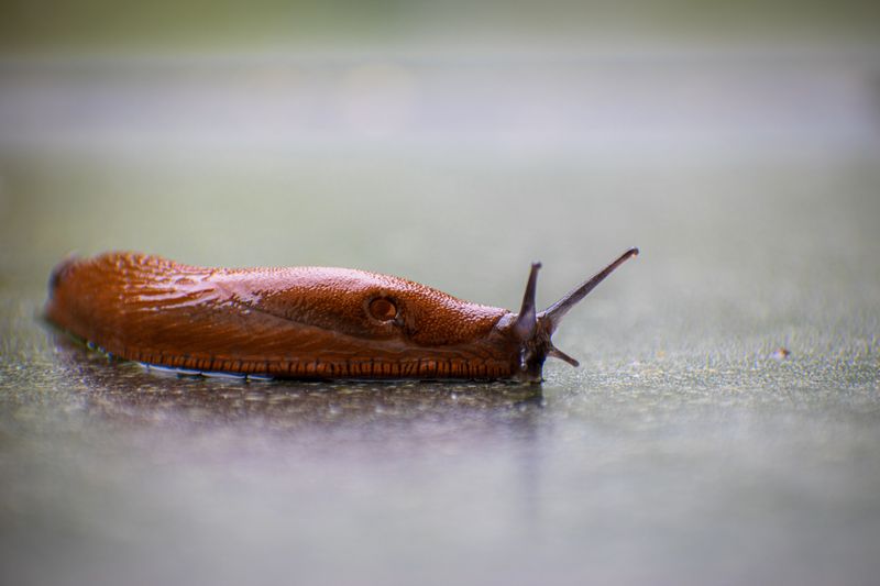Slugs and Snails Near Dog Bowls