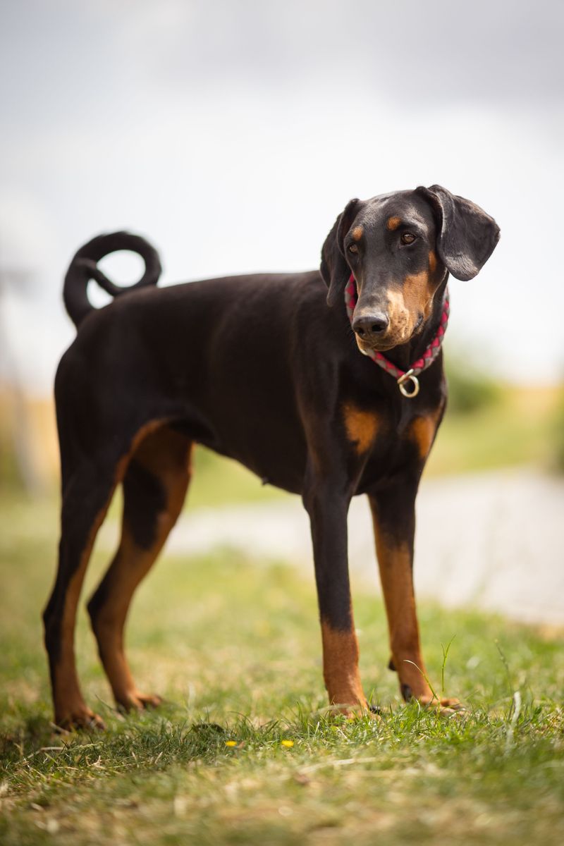 Doberman Pinscher: An Alert Companion For Daily Rounds
