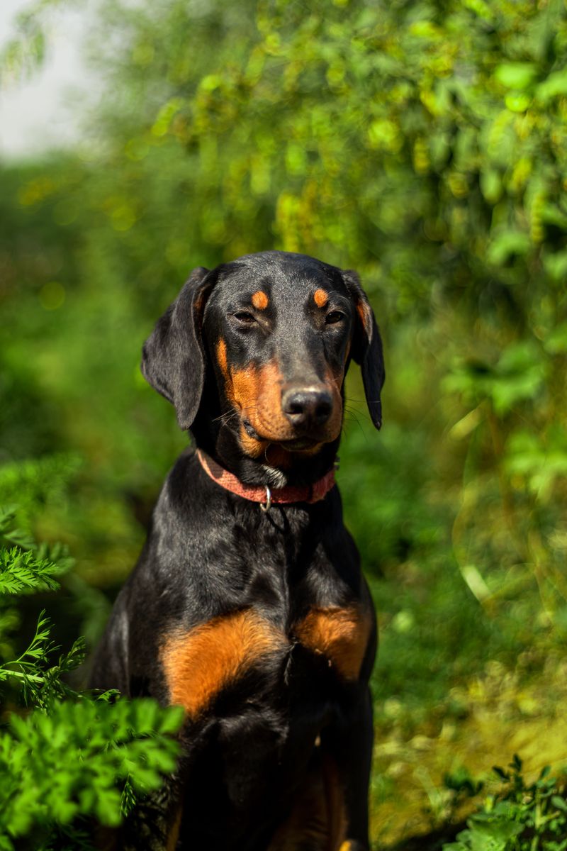 Doberman Pinscher: A Close Chore Companion