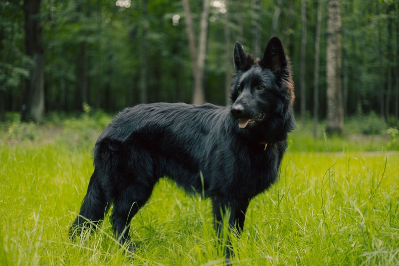Belgian Sheepdog: Serious Brains in a Black Coat
