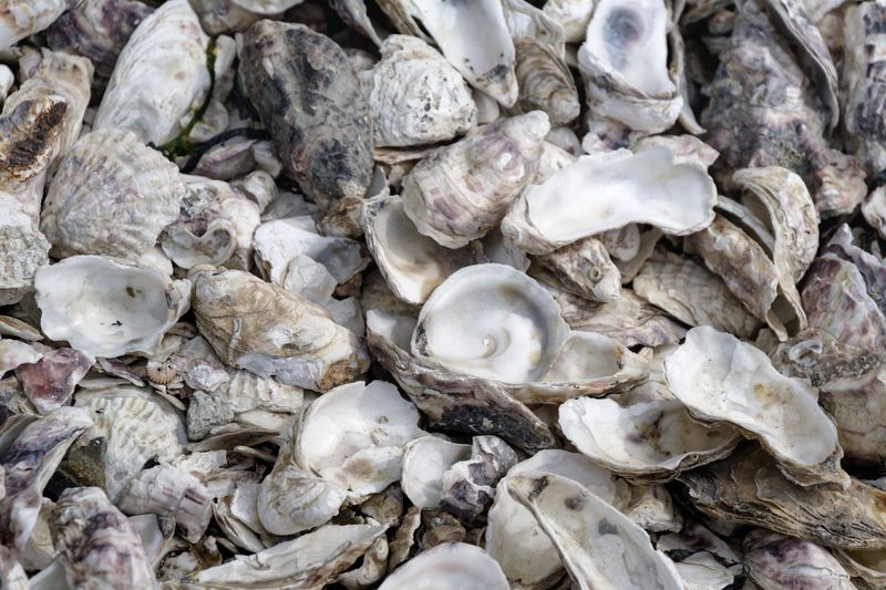 Oyster Shells Create Sharp Hazards