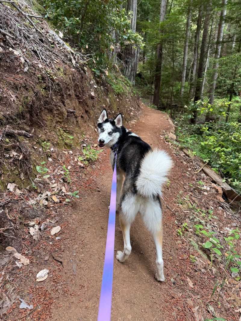 Monte Rio Redwoods Trail: Climb Into the Green