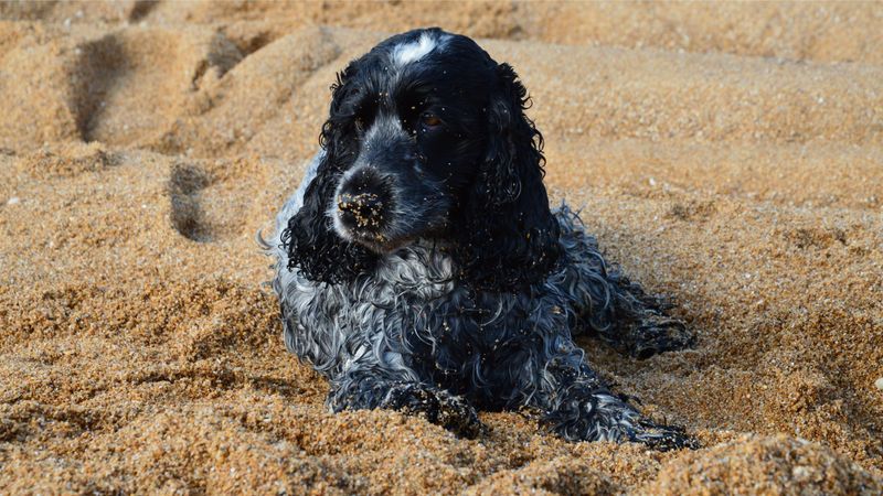 Know the Signs of Sand Impaction