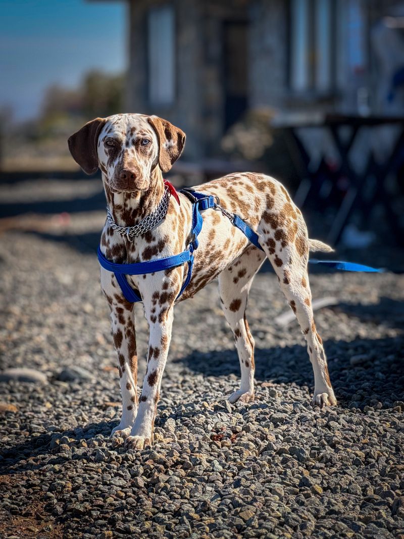 Sturdy Leash and Walking Harness