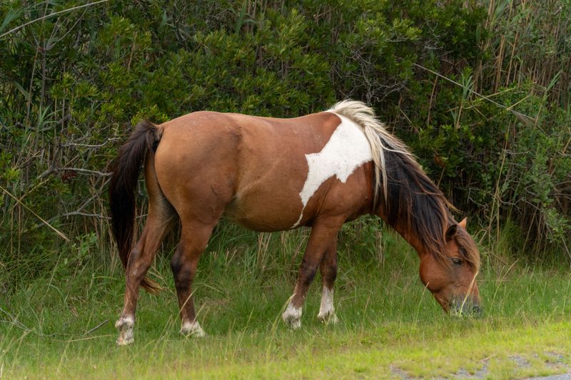 Keep Every Dog Treat Away From Horses