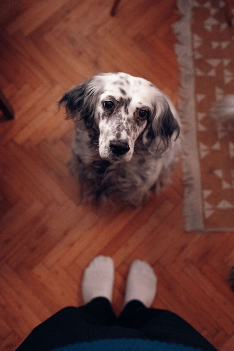 Make Hardwood and Tile Floors Easier to Cross