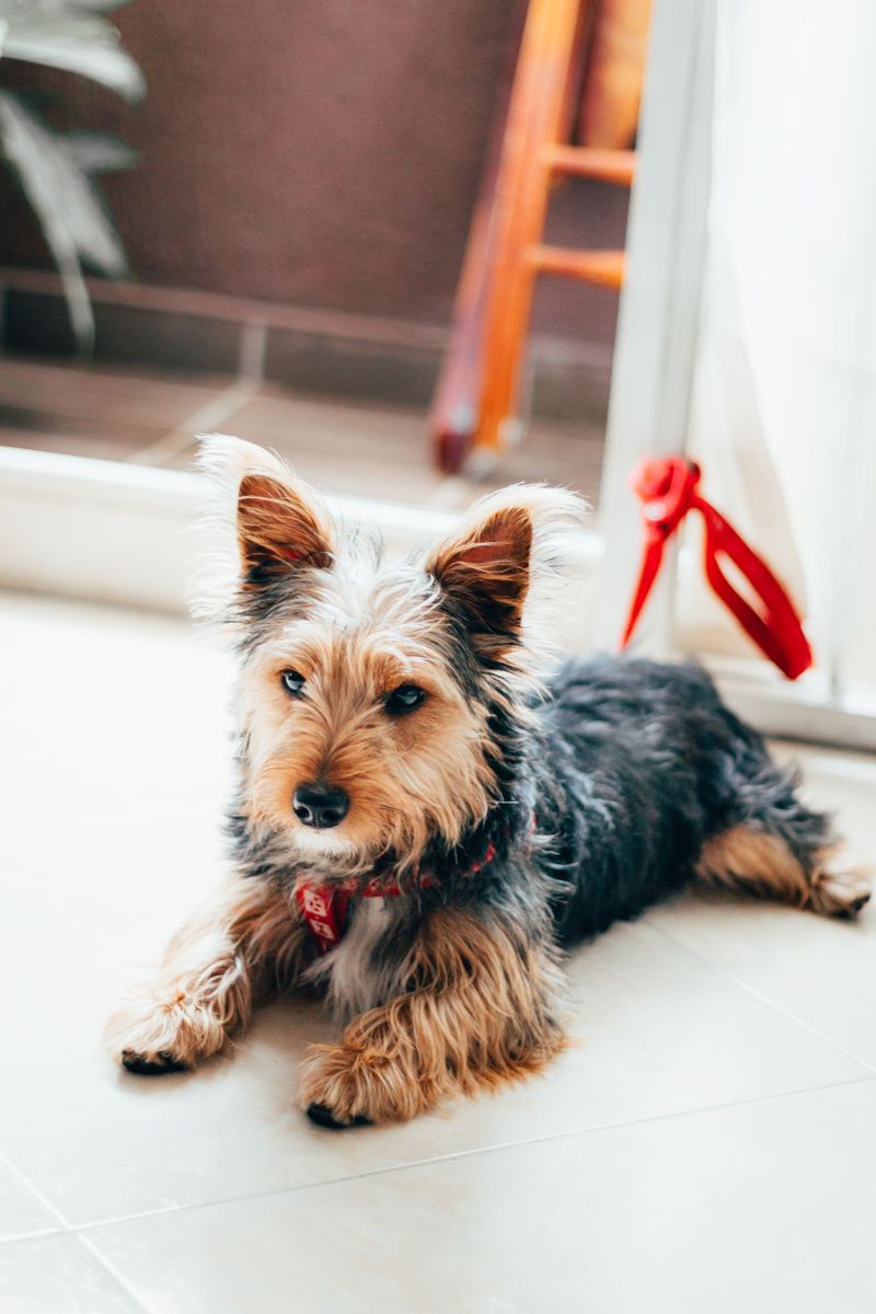 Yorkshire Terrier: Big Attitude, Small Body