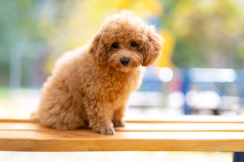 Toy Poodle
