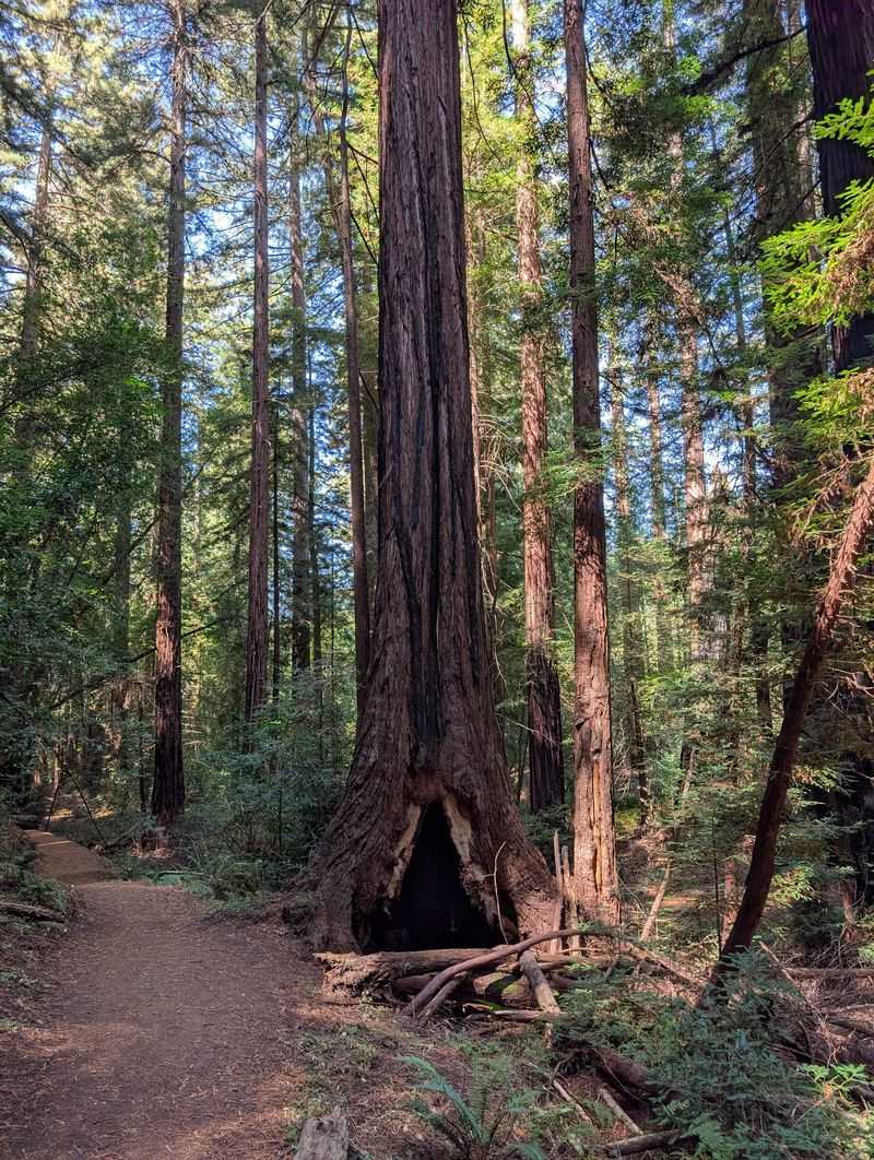 Roy's Redwoods Trails: Let the Grove Set the Pace