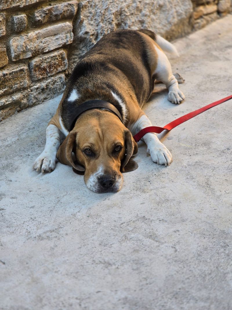 What Are the Early Signs of Heartworm Disease?