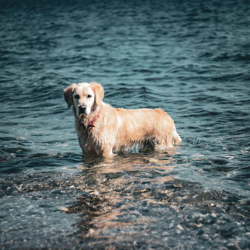 Tangled Fur After Swimming Near the Gulf Coast