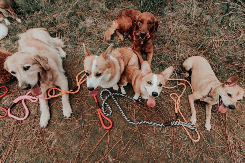 Big Pack, Extra Paperwork