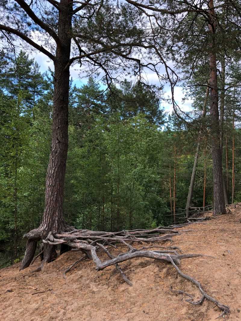 Exposed Tree Roots Along Yard Edges