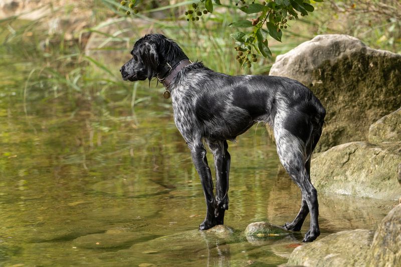 Large Munsterlander: A Striking Partner Worth Seeking