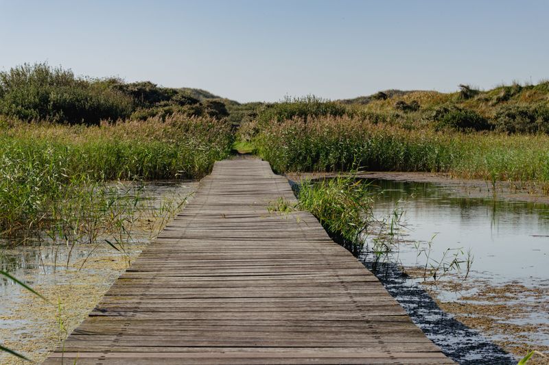 Mosquitoes Can Be Thick Near Marshes