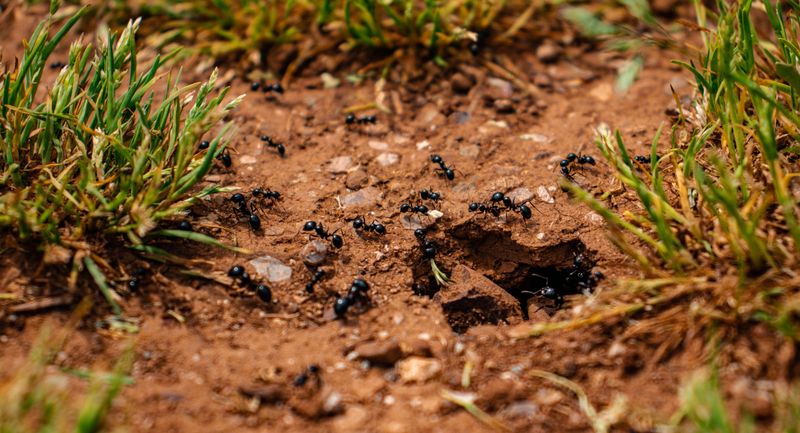 Ants and Other Insects Relocating After Flooding