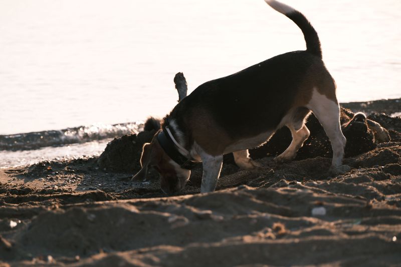 Protect Turtle Nests Along Reservoir Banks