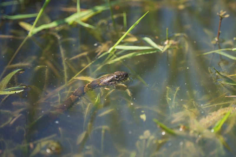 Snakes May Be Difficult To Spot
